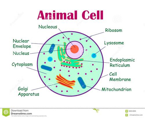 Animal Cell Animal Cell